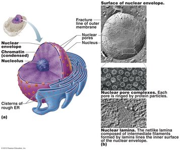 Structure of the nucleus