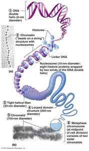 Levels of DNA packaging in chromatin and chromosomes
