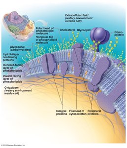 Structure of the plasma membrane showing phospholipids, proteins, and carbohydrates