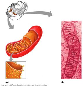 Structure of mitochondrion