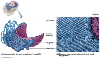 Diagram of smooth and rough ER