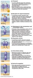 Functions of membrane proteins