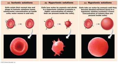Effects of isotonic, hypertonic, and hypotonic solutions on red blood cells