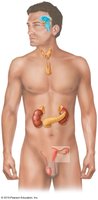 Diagram of male human body with endocrine organs