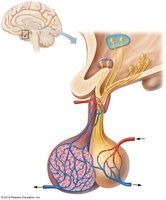 Diagram of pituitary gland and hypothalamus