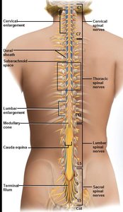 Labeled diagram of the spinal cord showing regions and enlargements