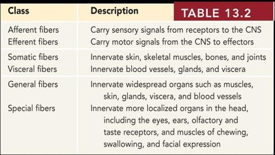 Structure of a spinal nerve and ganglion