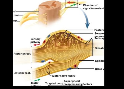 Table of nerve fiber classes and descriptions