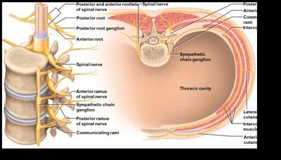 Diagram of spinal nerve branches