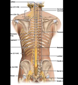 Diagram of nerve plexuses