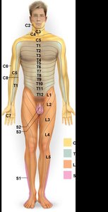 Dermatome map of the human body