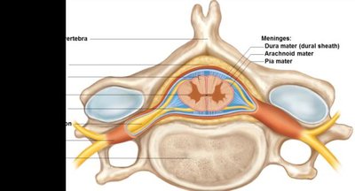 Cross-section of the spinal cord showing gray and white matter and meninges
