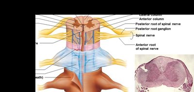 Spinal cord with meninges labeled