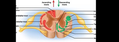 Cross-section showing ascending and descending tracts