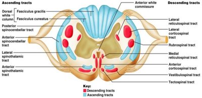 Detailed cross-section with labeled tracts