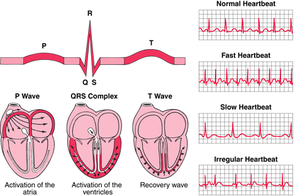 ECG and heart rate variations