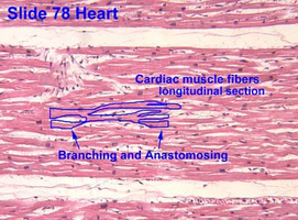 Cardiac muscle fibers longitudinal section