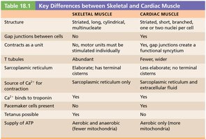 Table comparing skeletal and cardiac muscle