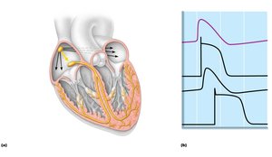 Intrinsic cardiac conduction system and action potential succession