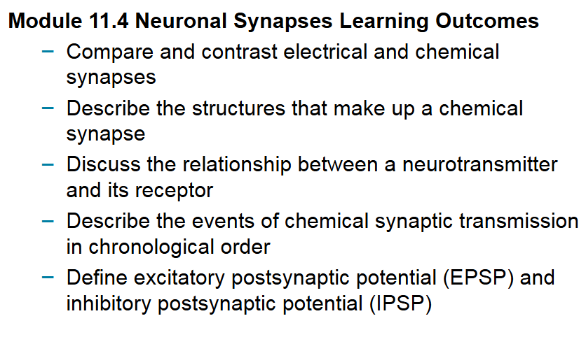 Module 11.4 Neuronal Synapses Learning Outcomes slide