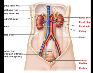 Kidney location and blood supply