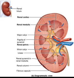 Cross-sectional anatomy of the kidney
