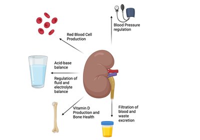 Overview of kidney functions
