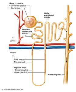 Renal corpuscle and glomerulus structure