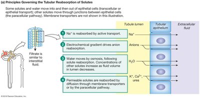 Tubular reabsorption of solutes
