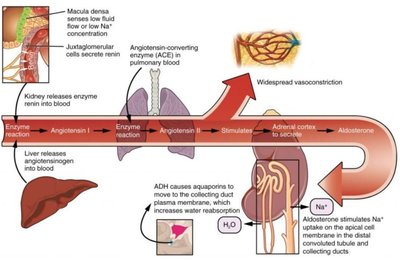 Renin-angiotensin-aldosterone system