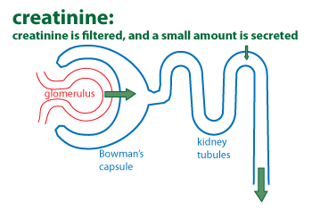 Creatinine filtration and secretion