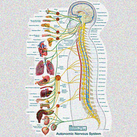 Diagram of the autonomic nervous system showing sympathetic and parasympathetic pathways and target organs