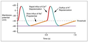 Graph of pacemaker action potential phases