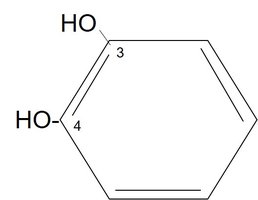 Structure of catecholamines and phenylethylamine