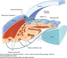 Diagram of the eye showing ciliary muscle, trabecular meshwork, and aqueous humor flow