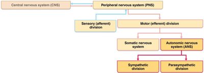 Structural organization of the nervous system