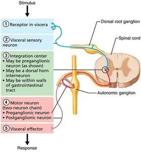 Autonomic motor pathway