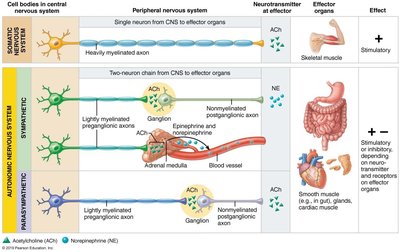 Comparison of somatic and autonomic motor neurons