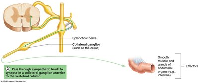 Sympathetic pathway to abdominal organs