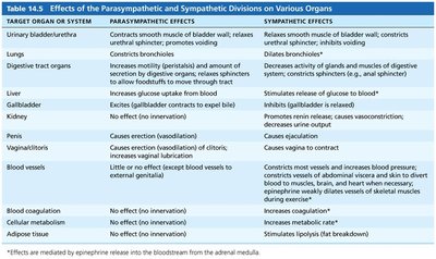 Table of effects of parasympathetic and sympathetic divisions on various organs