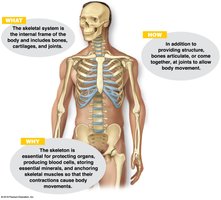 Diagram of the human skeleton with explanations of skeletal system functions