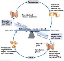 Diagram of calcium homeostasis involving calcitonin and parathyroid hormone