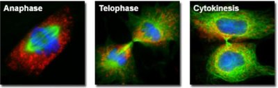 Fluorescent micrographs of mitosis stages