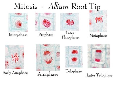 Mitosis stages in Allium root tip