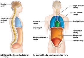 Dorsal and ventral body cavities