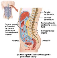 Peritoneal membranes and retroperitoneal organs
