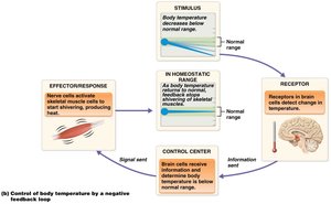 Negative feedback: body temperature control