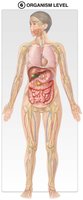 Organism level showing human body with internal organs