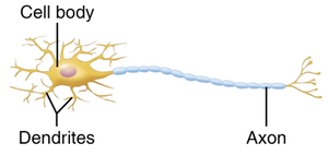 Multipolar neuron structure
