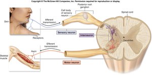 Diagram of sensory, motor, and interneurons in the spinal cord